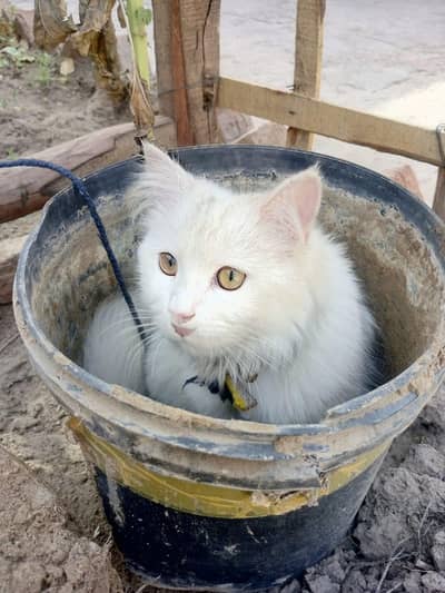 White Persian Cat for Sale