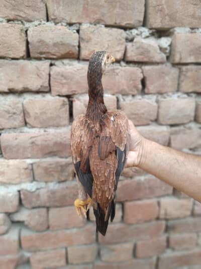 1 male 2 female blue eyes mai hy pure amroha hy chicks 03235959196