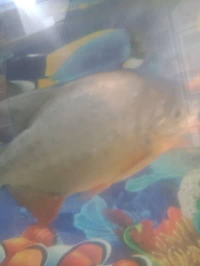 fish  combodian