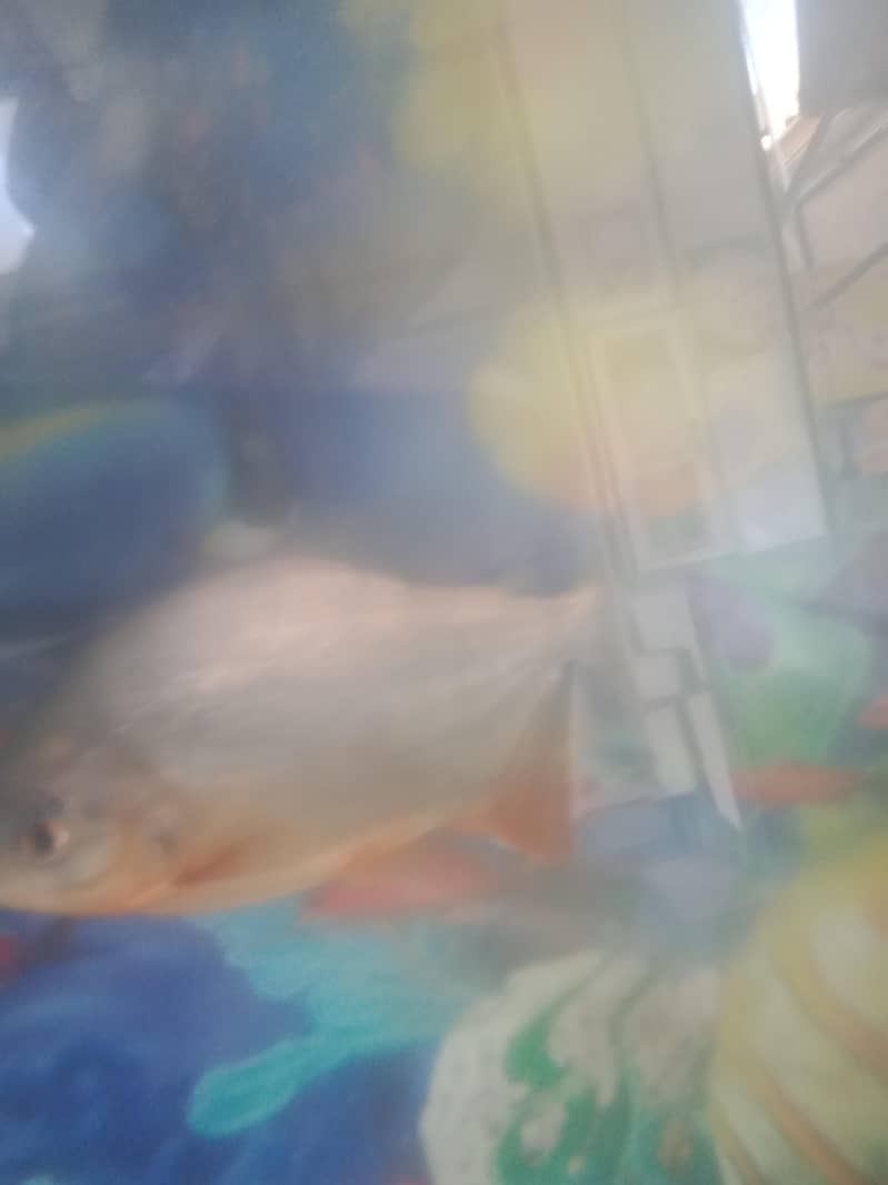 fish  combodian 1