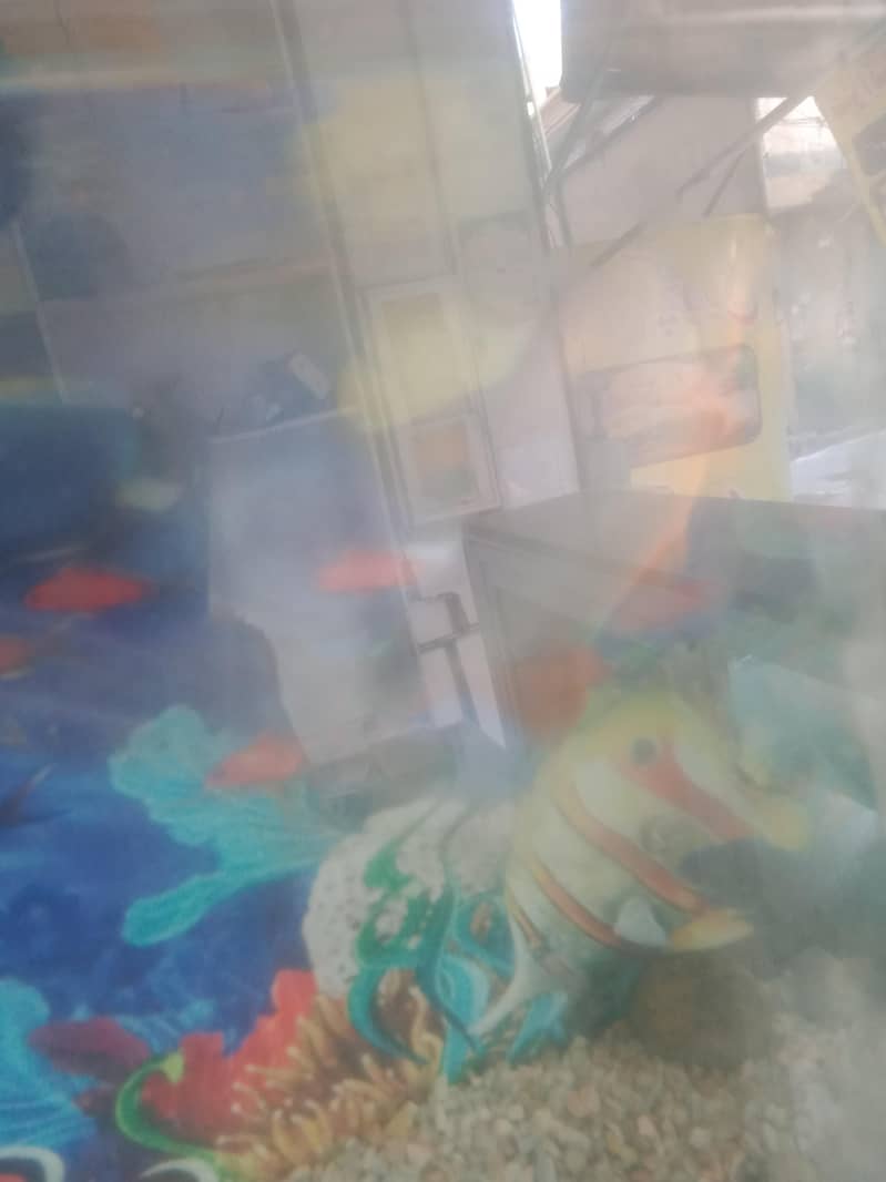 fish  combodian 2