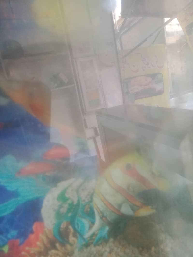 fish  combodian 3
