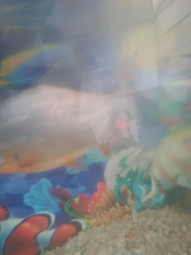 fish  combodian 4