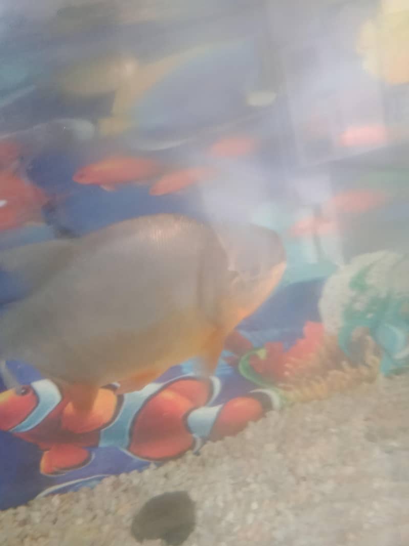 fish  combodian 5