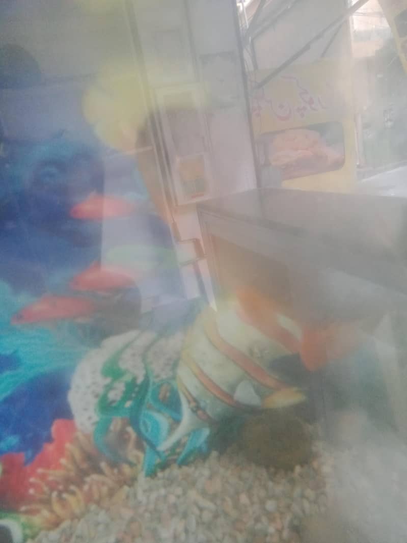 fish  combodian 6