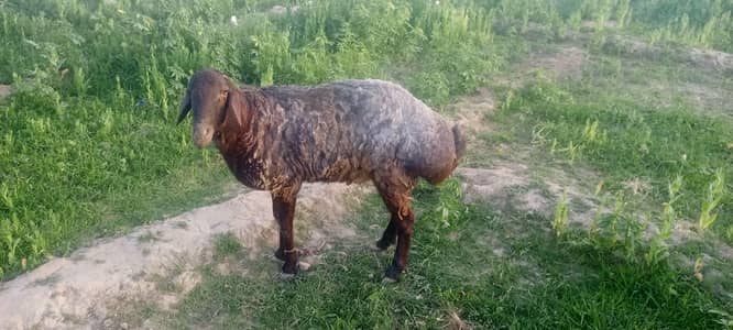 Turkish Dumba