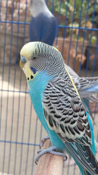 budgies love birds red eyes for sale parrots