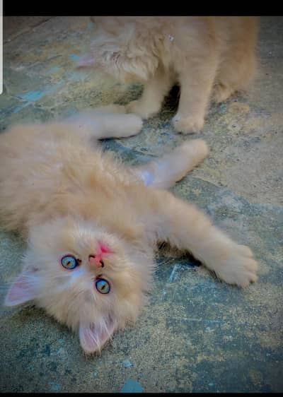Tripple Coated Small Kittens Persian Breed Cats