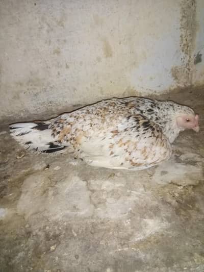 pure desi 2 hens+ cockatiel chiks
