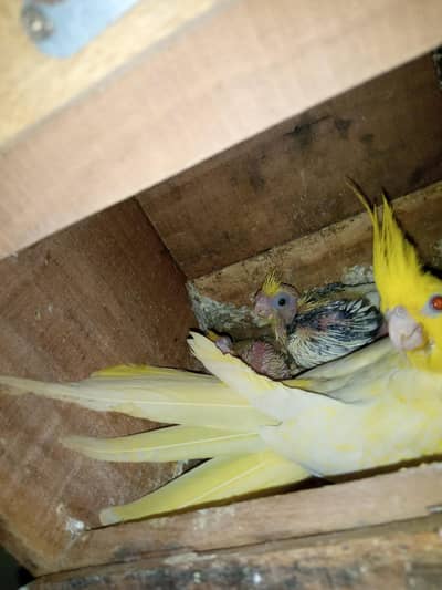 pure desi 2 hens+ cockatiel chiks