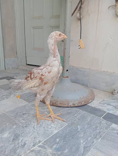 Male Aseeel hen