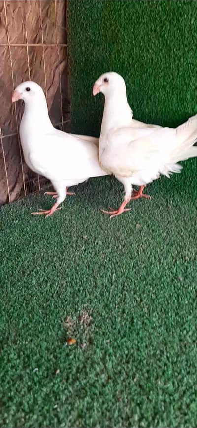 jarman beauti chick 0kali