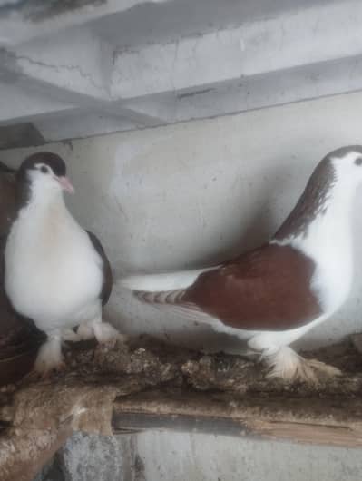 Shirazi breeding pair for sale
