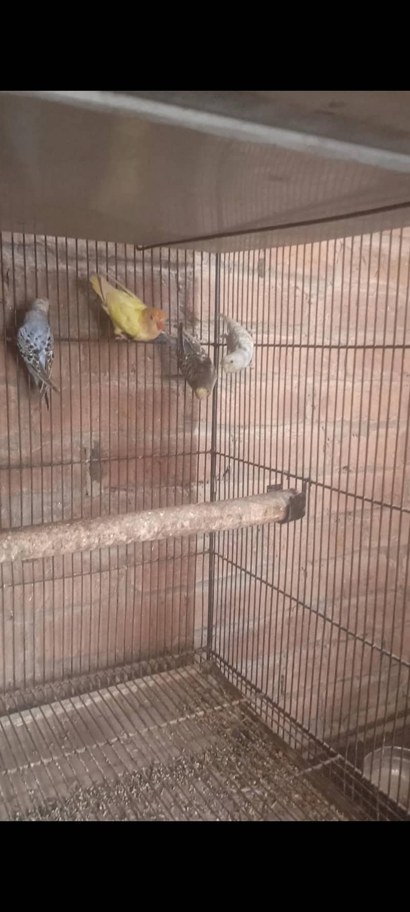 03092525555 6