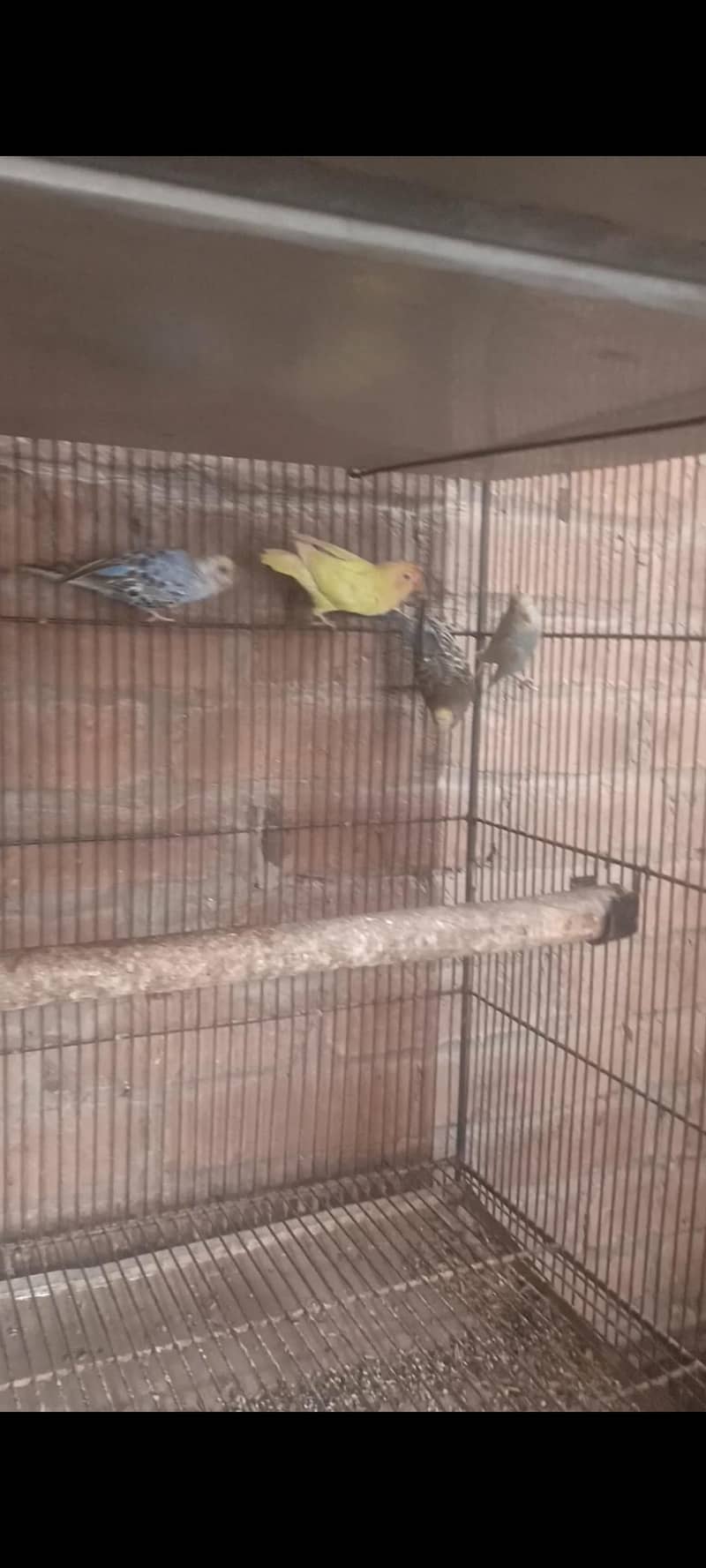 03092525555 7