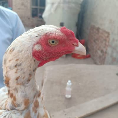 mian wali breed