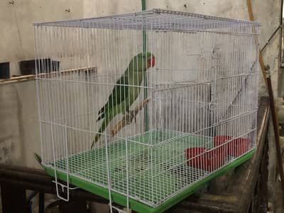 Handtame Parrot