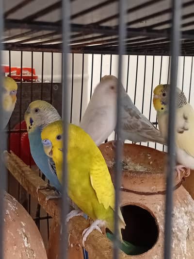 BREEDER PAIR AVAILABLE FOR SALE
