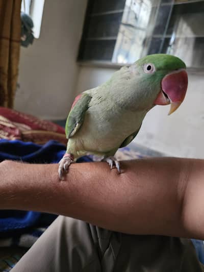 Raw parrot| raw male parrot| talking raw parrot| handtame raw for sale
