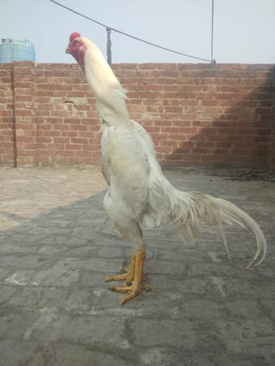 Aseel shamo