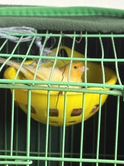 Pair of Canaries