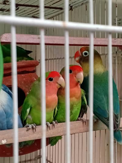 BREEDER LOVEBIRDS PAIRS