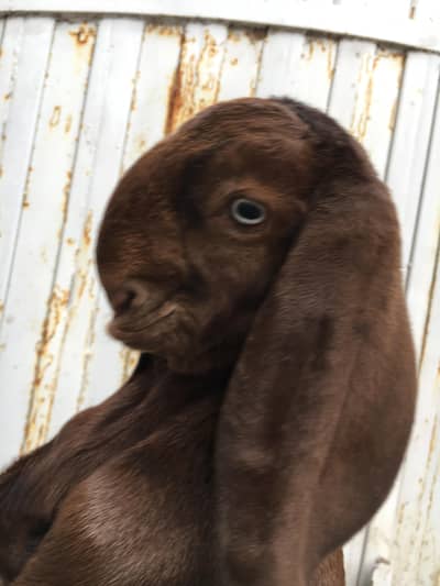 Masahallah 1st timer 2 dant makhi cheeni shera cross breed