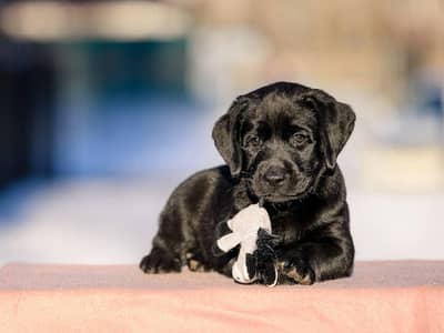 LABRADOR PUPPIES FOR SALE BEST QUALITY