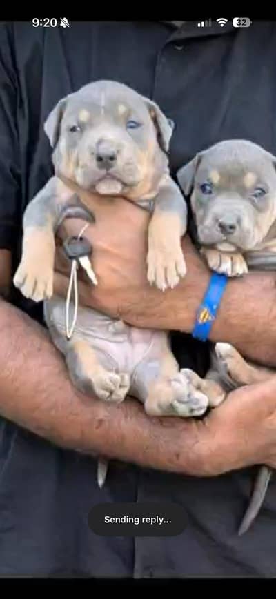 American bully blue TRI color pair of pups available for sale