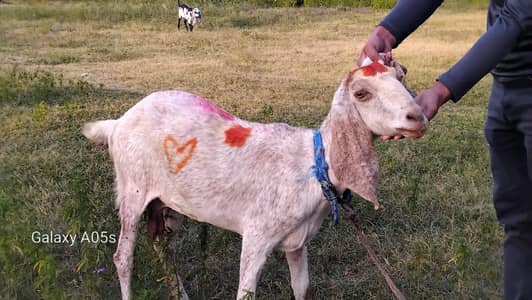 Bakri Goat for sale