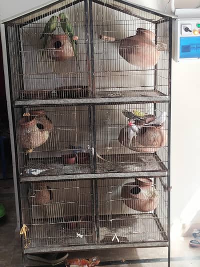 parrots for sale