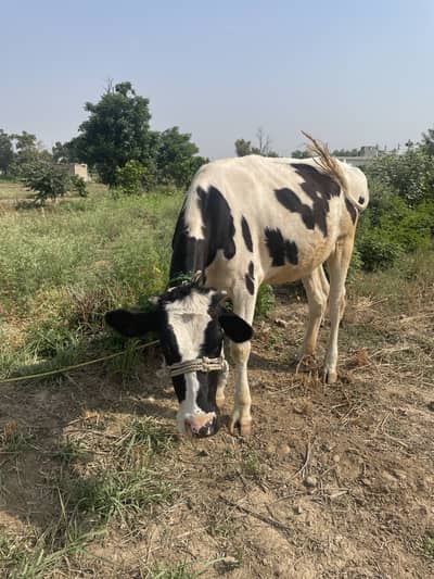 Australian cow