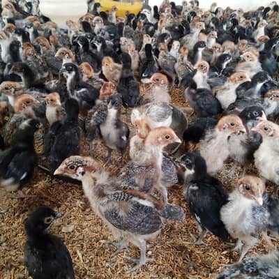 Pure Australorp | Egyptian Fayoumi | hens | chuza for sale