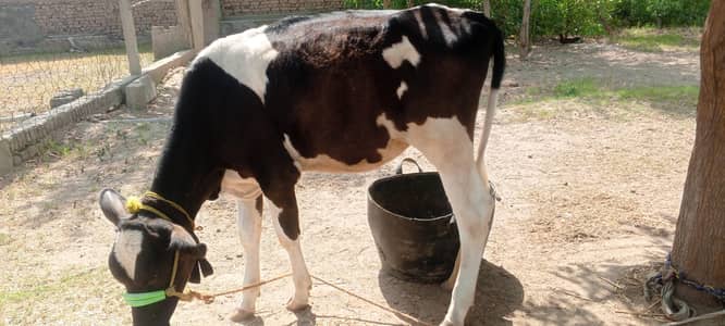 Holstein-Friesian crossbreed