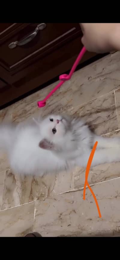 White cat