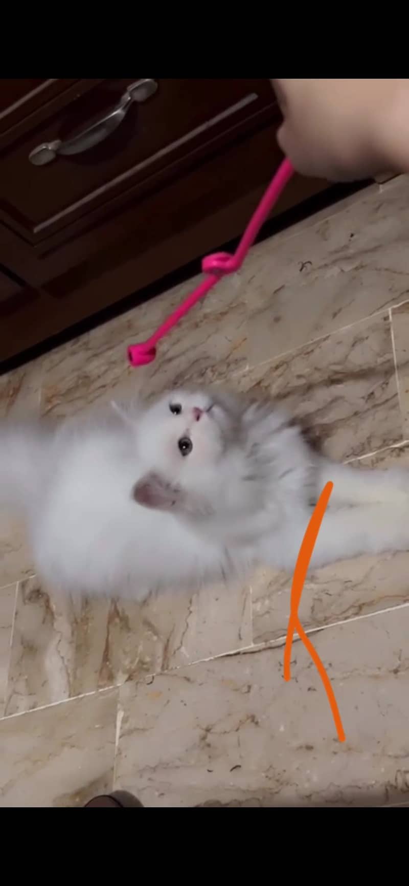 White cat 0