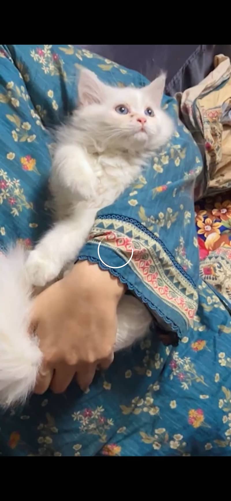 White cat 1