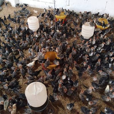 Pure Australorp & Egyptian Fayoumi  male / female