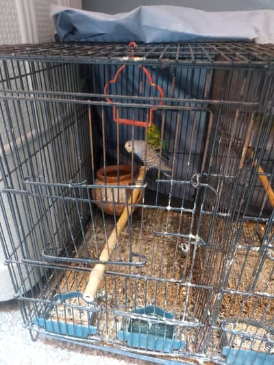 2 pair budgie with cage for sale
