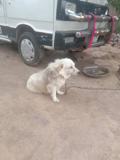 fensy dog for sell full trin