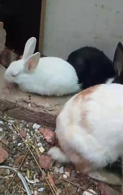 Beautiful Rabbits Male and female with kids