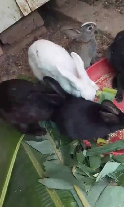 Beautiful Rabbits Male and female with kids