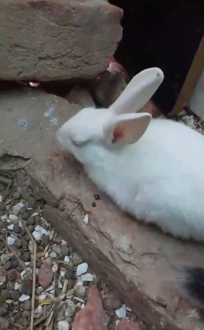Beautiful Rabbits Male and female with kids