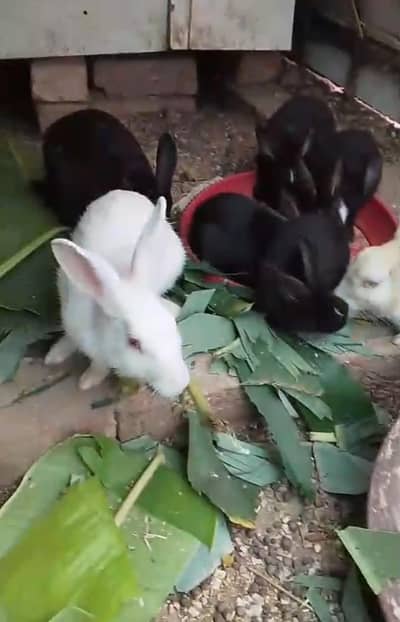 Beautiful Rabbits Male and female with kids
