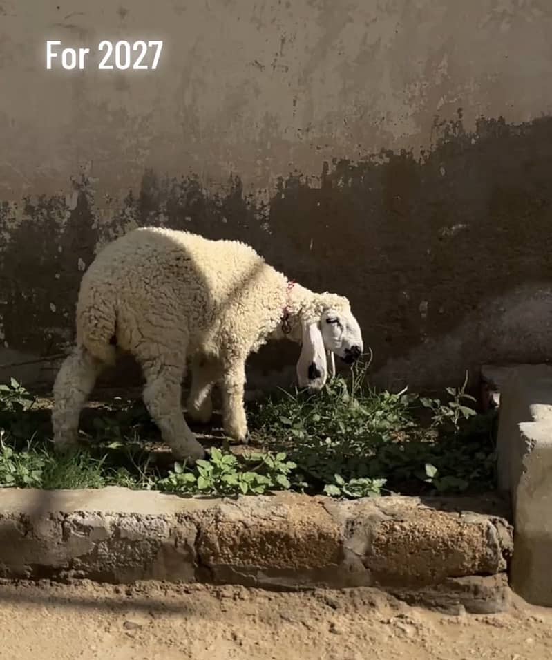 Dumba 2
