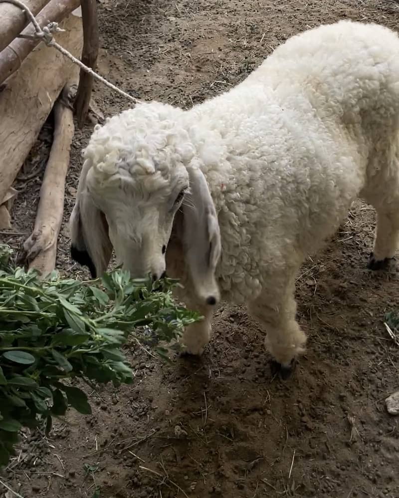 Dumba 4