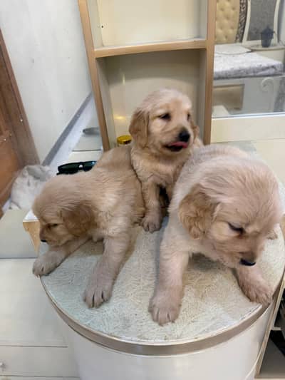 British golden retriever mother and puppies 7 lac for all only whatsap