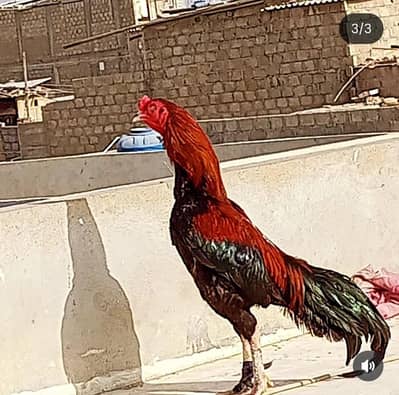 aseel mianwali lakha shooter