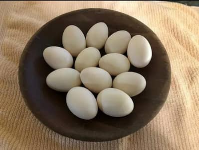 Duck Eggs