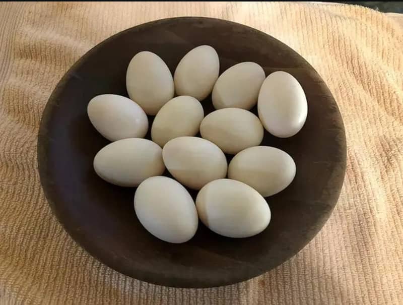 Duck Eggs 0